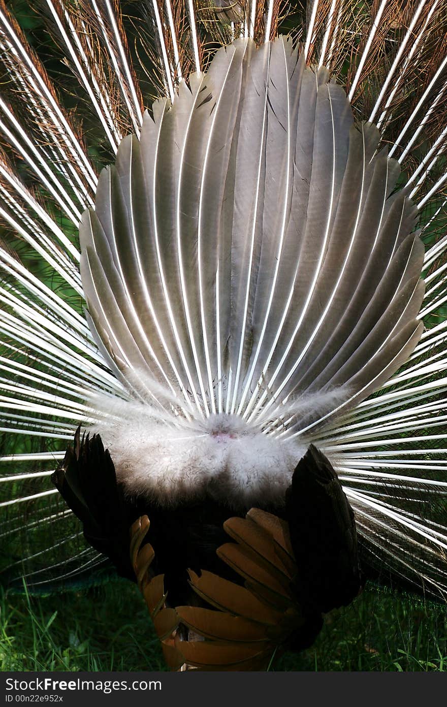 Indian Blue Peacock