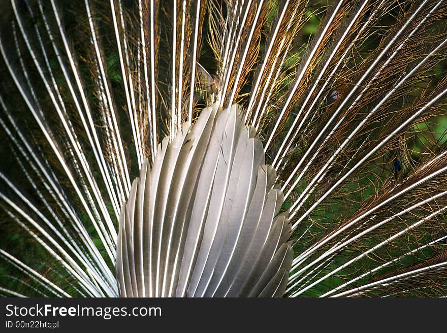 An Indian Blue Peacock in courtship