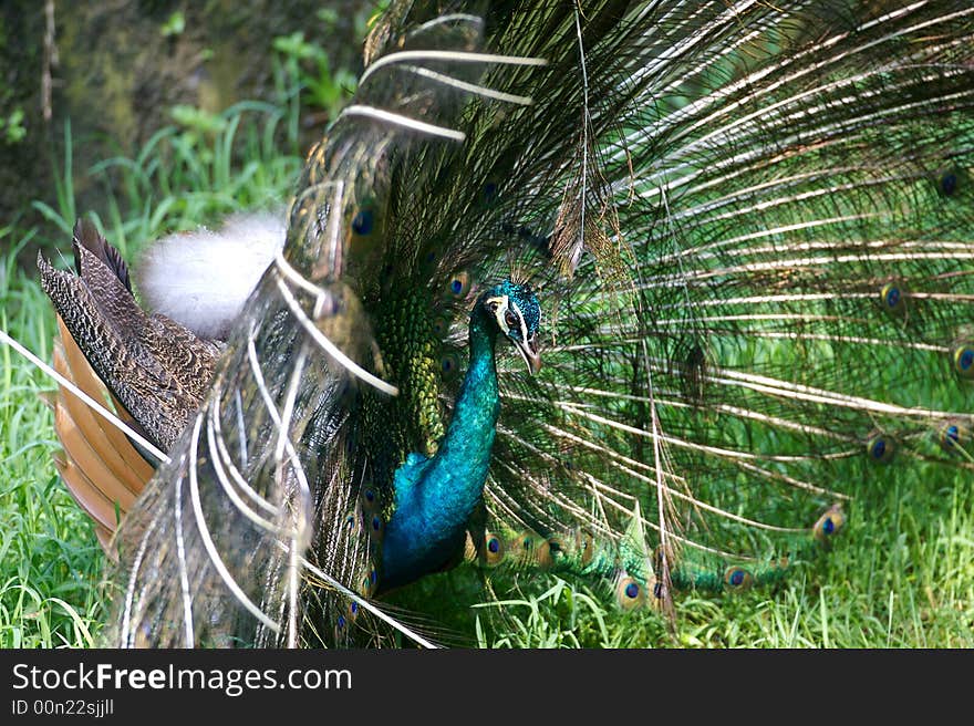 An Indian Blue Peacock in courtship