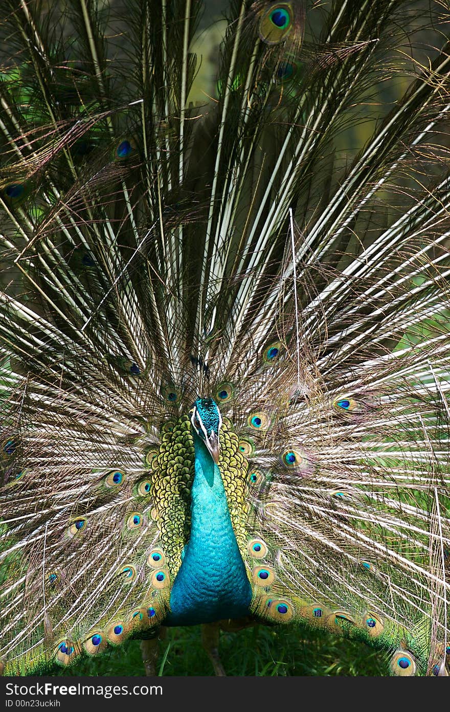 An Indian Blue Peacock in courtship