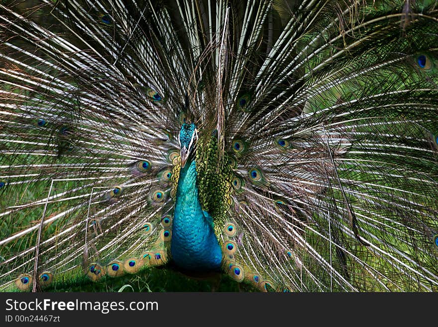 An Indian Blue Peacock in courtship