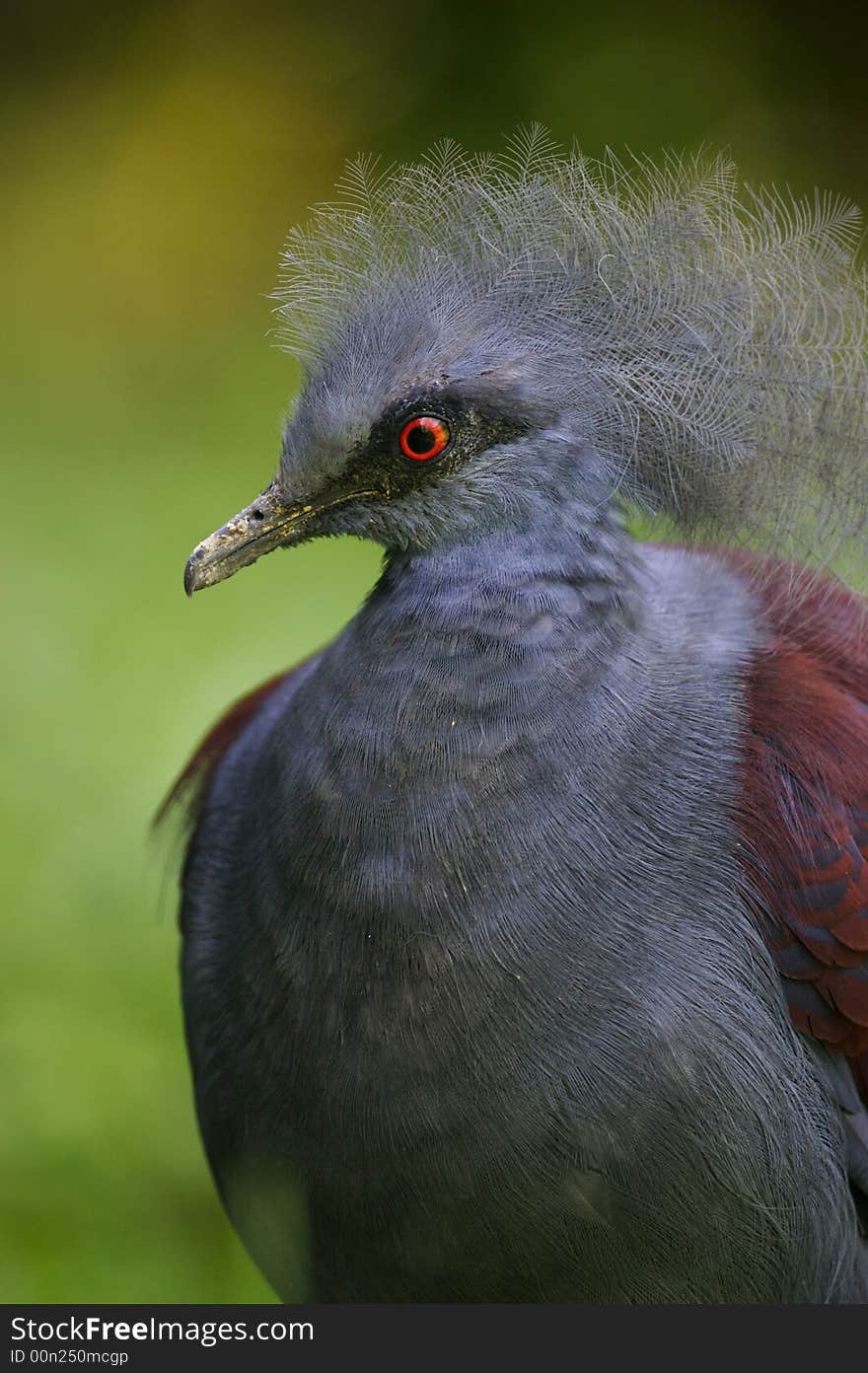 Victoria Crowned Pigeon