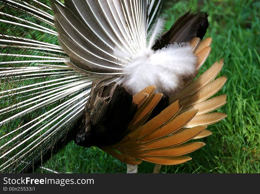 Indian Blue Peacock