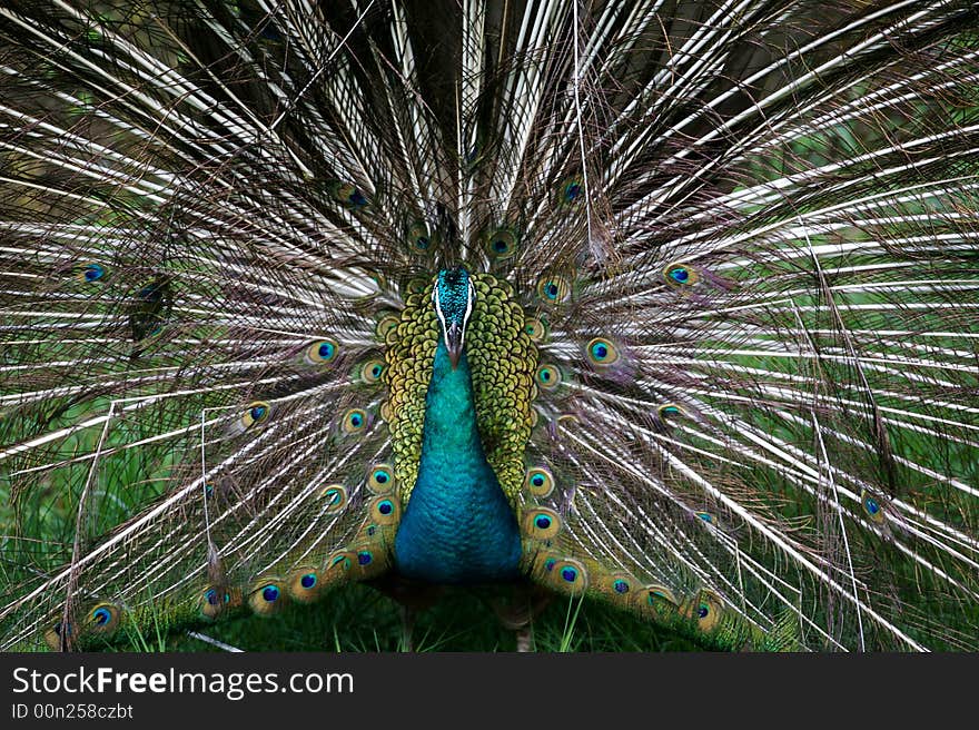 Indian Blue Peacock