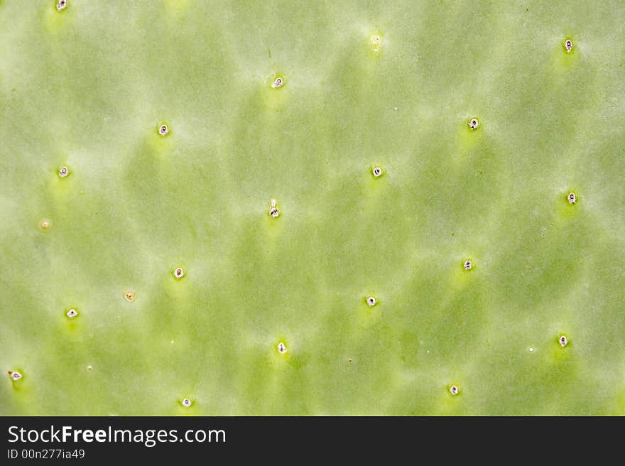 Rapprochement on the surface texture of a cactus. Rapprochement on the surface texture of a cactus