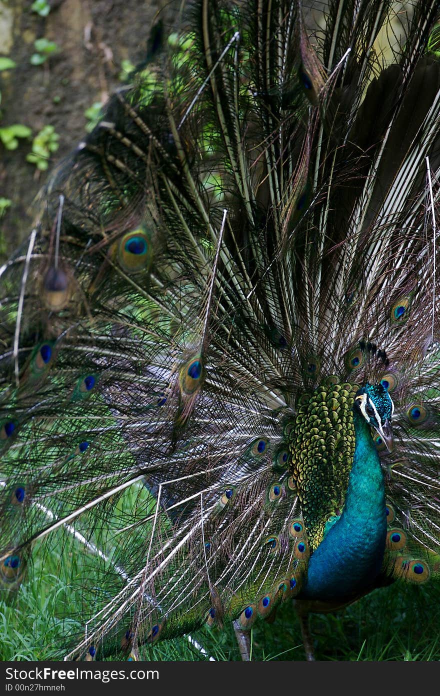 An Indian Blue Peacock in courtship