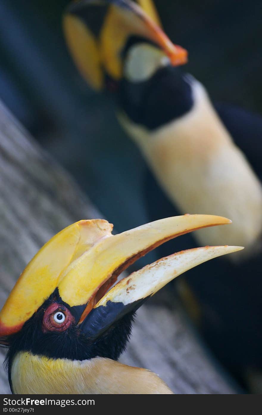 Yellow Billed Hornbill