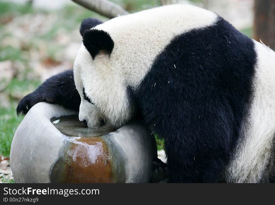 The Chinese Giant Panda Bear