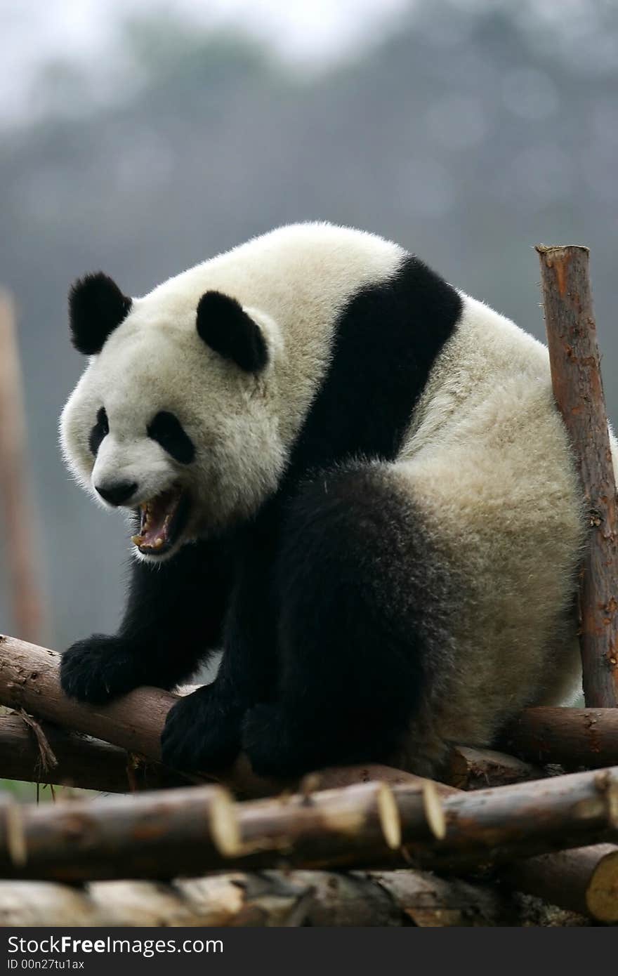 The Chinese Giant Panda Bear