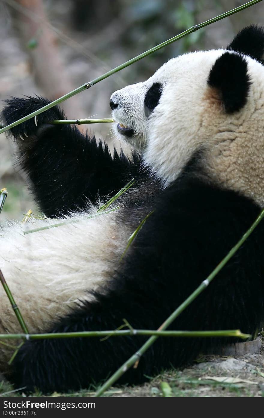 The Chinese Giant Panda Bear