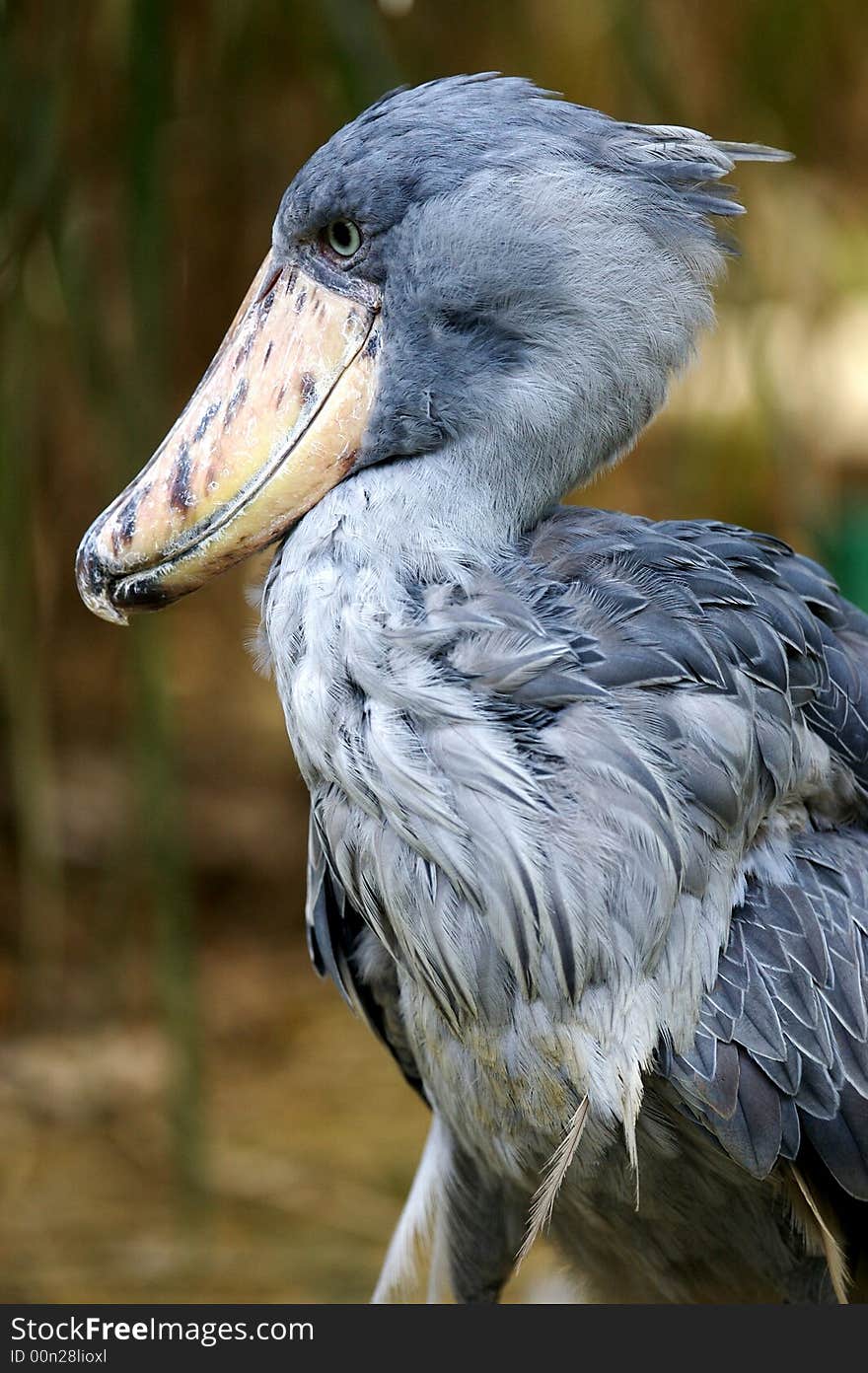 A Portrait of the African Shoebill