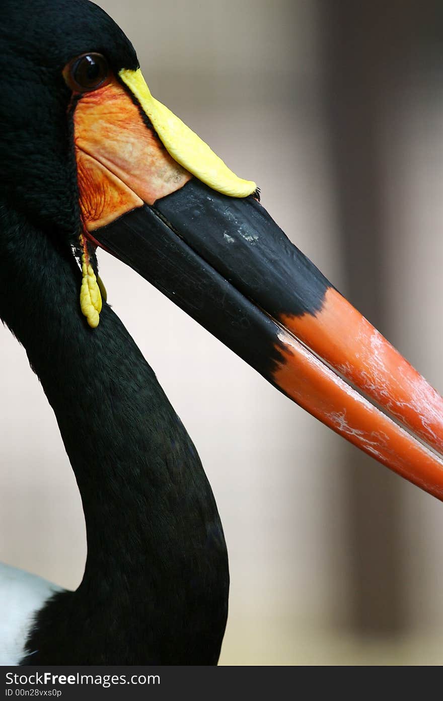 Saddle Billed Stork