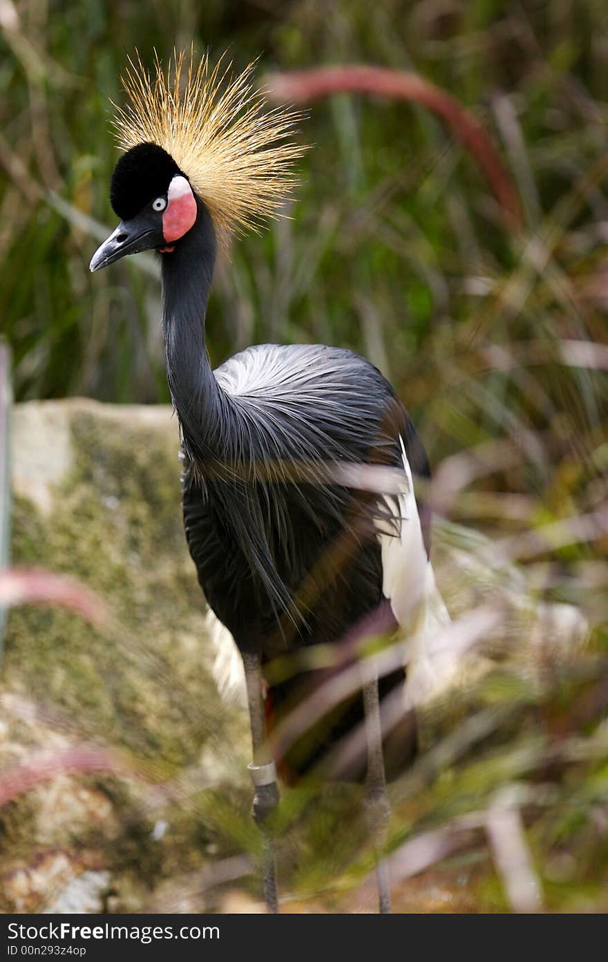 The African Black Crowned Crane