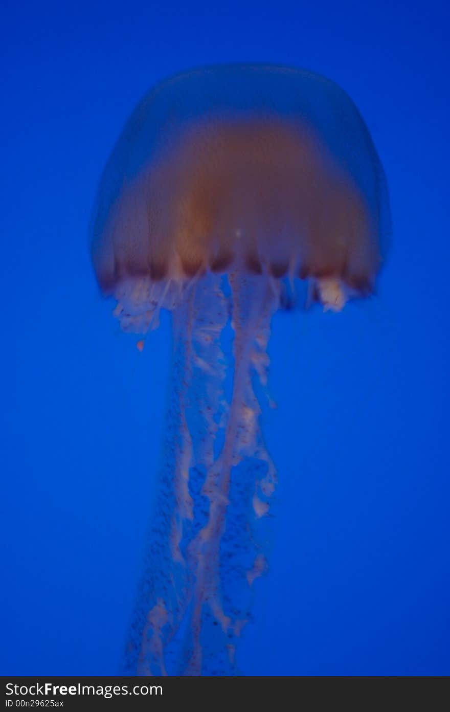 Brown Sea Nettle Jellyfish