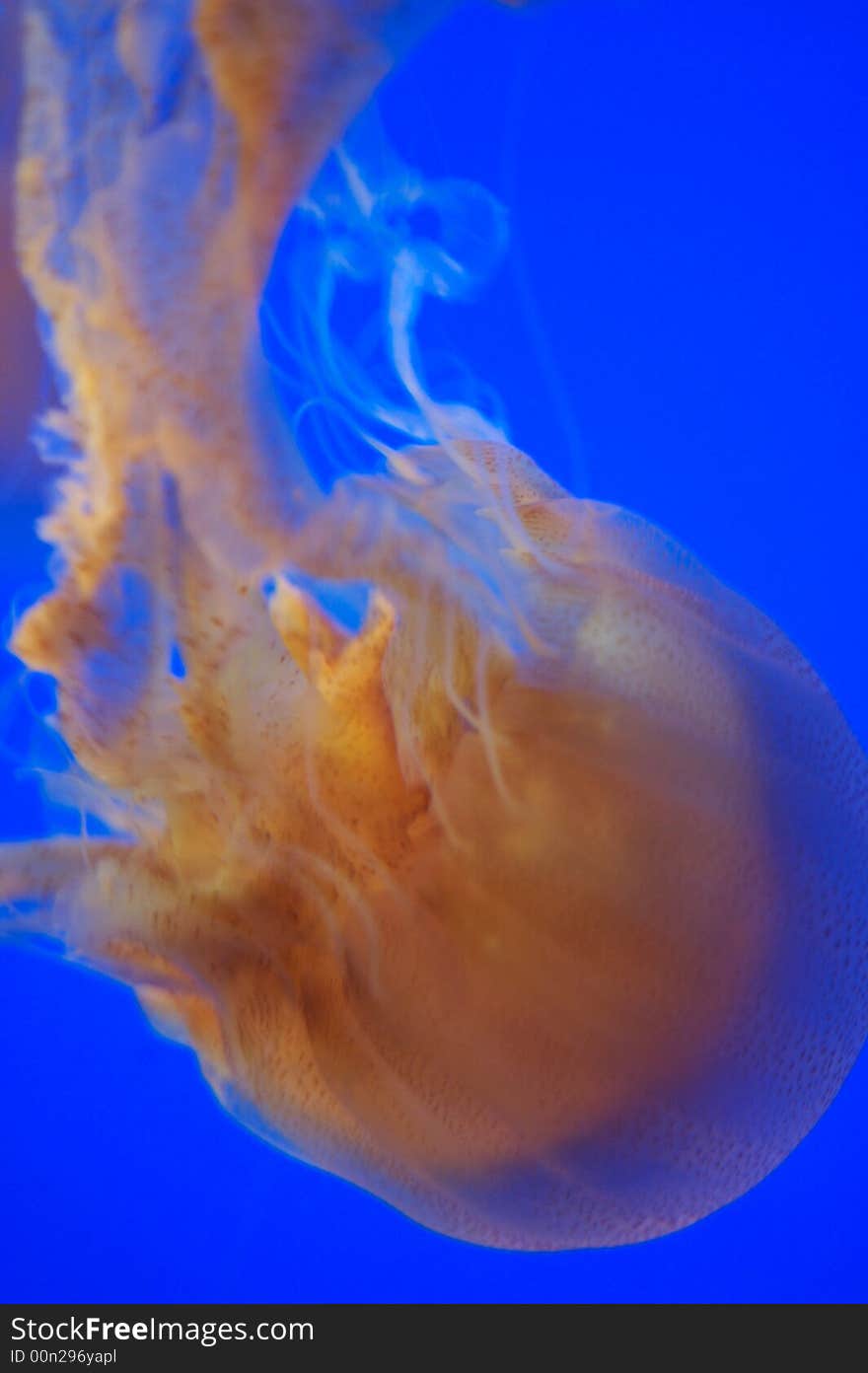 Brown Sea Nettle Jellyfish