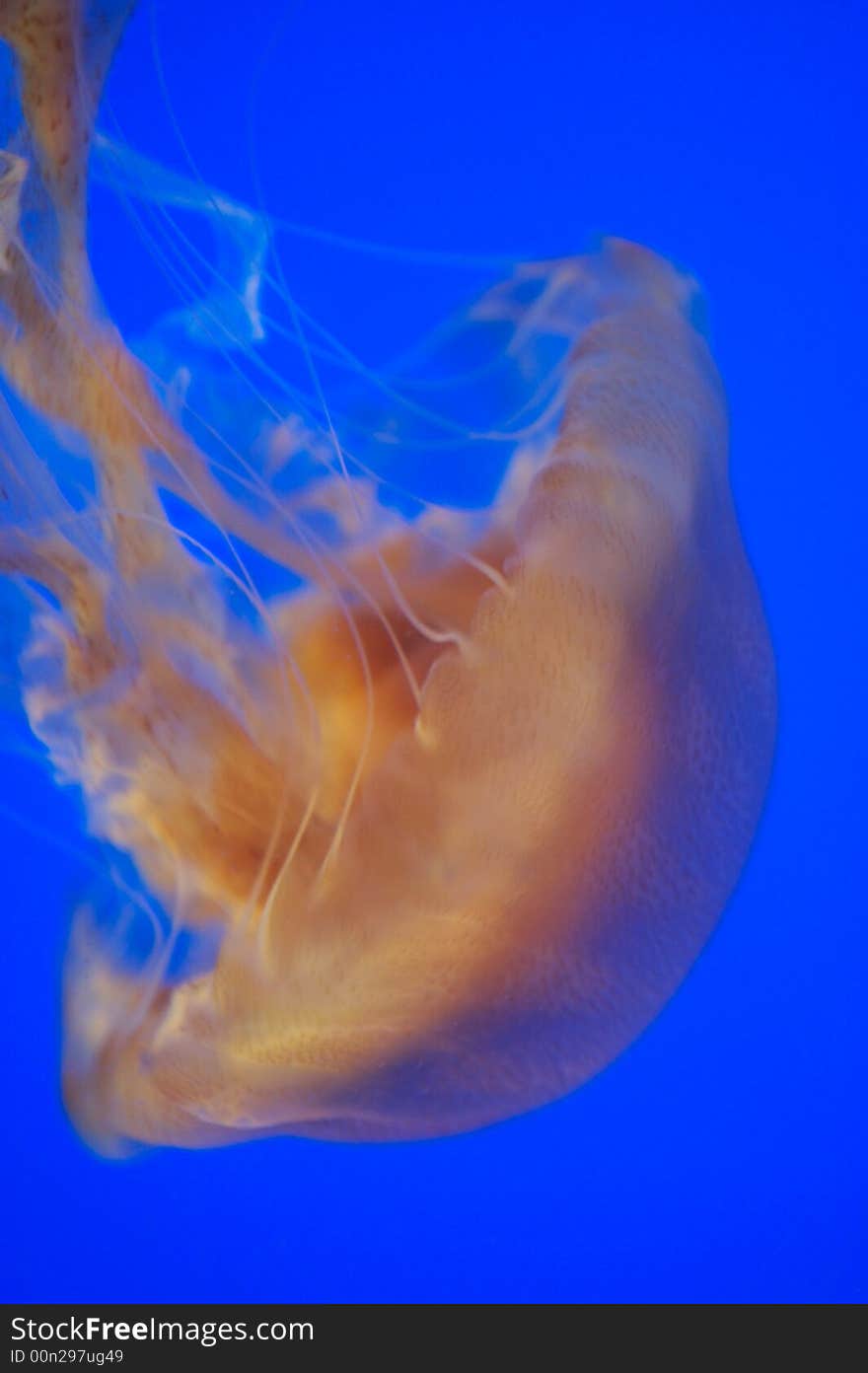 Brown Sea Nettle Jellyfish