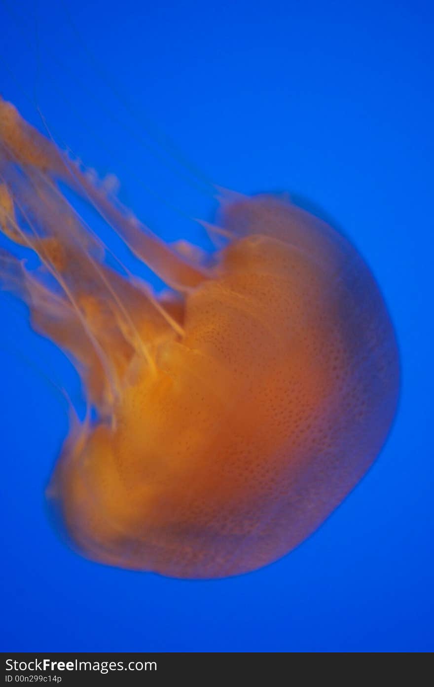 Brown Sea Nettle Jellyfish