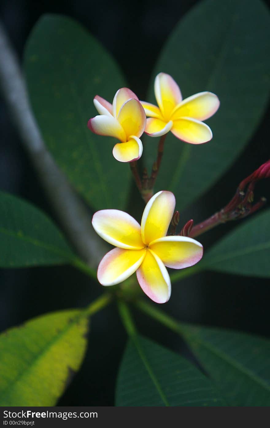 A close up the frangipani flower. A close up the frangipani flower