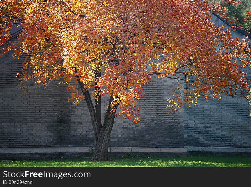 A colorful autumn tree in grass land beside a traditional Chinese house.