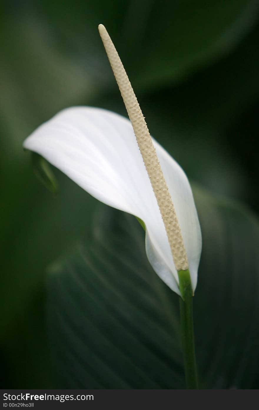 Arum Lilies