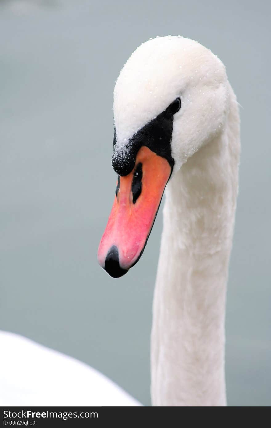 Mute Swan Head and Details