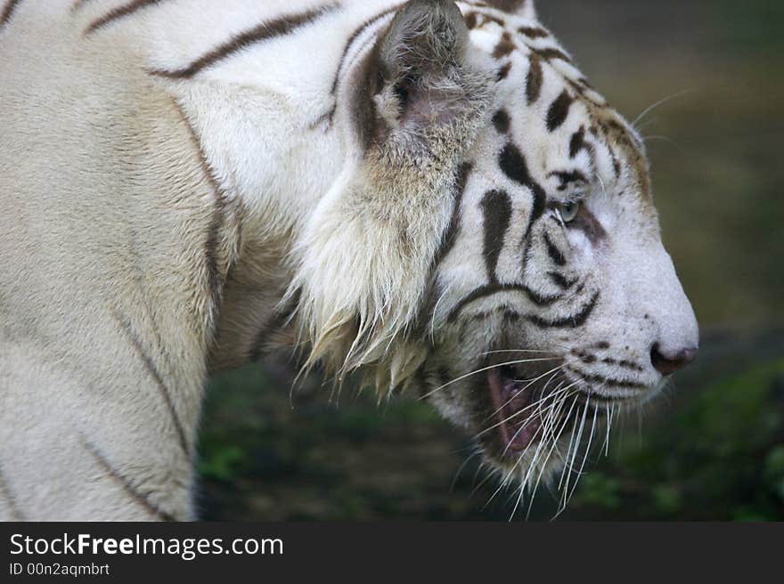 White Tiger