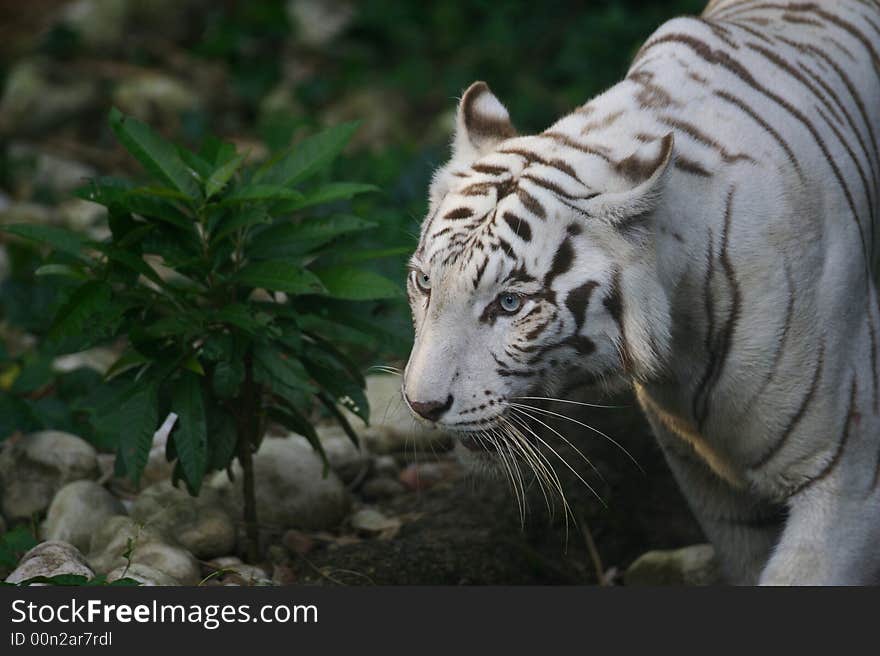 White Tiger