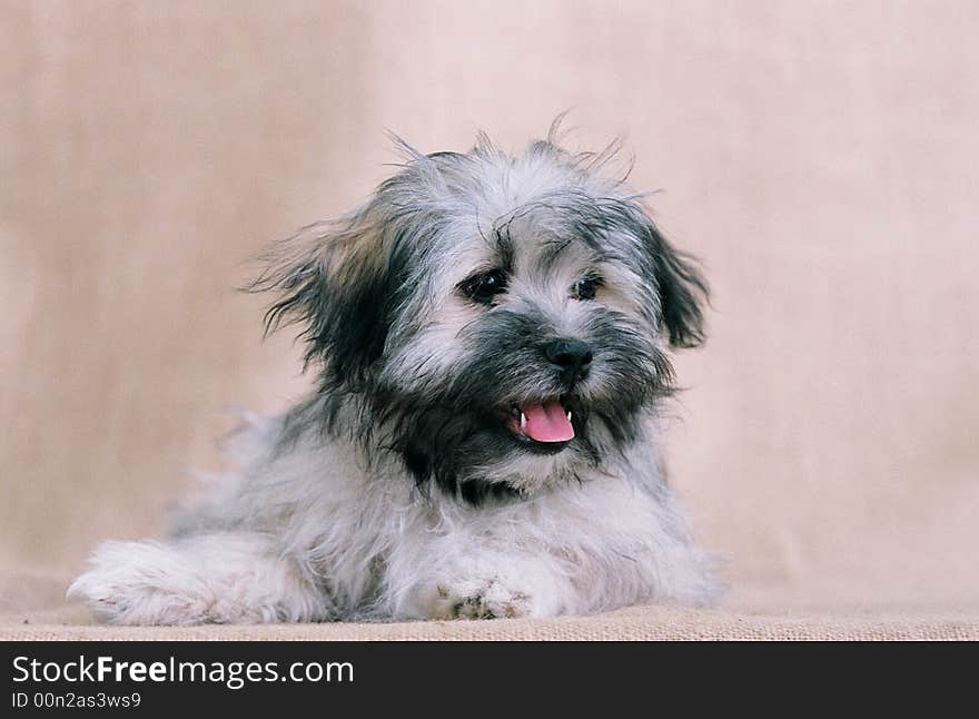 Portrait photo of a fluffy grey dog. Portrait photo of a fluffy grey dog