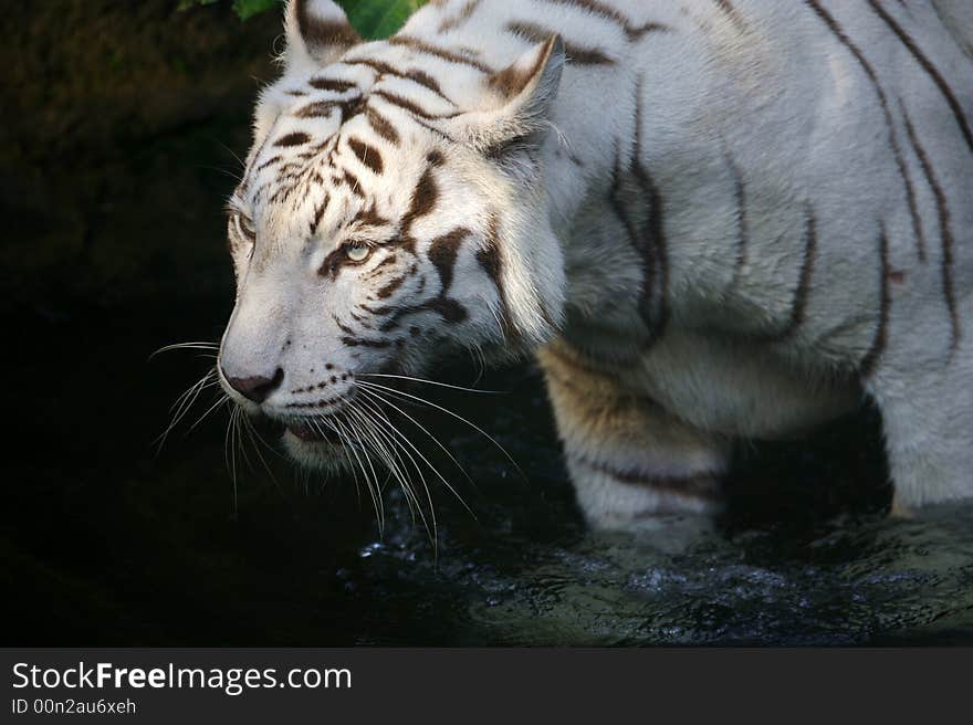 White Tiger