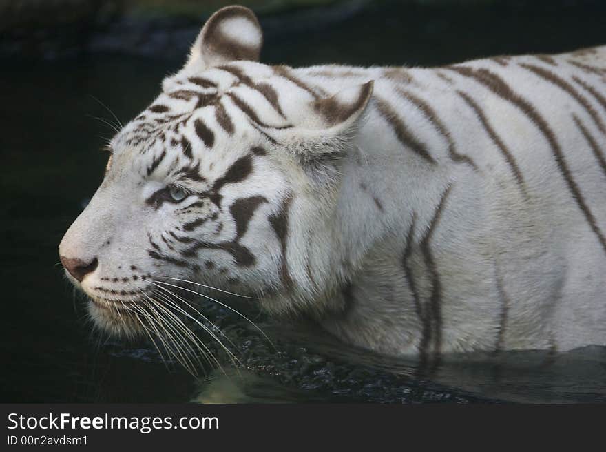 White Tiger