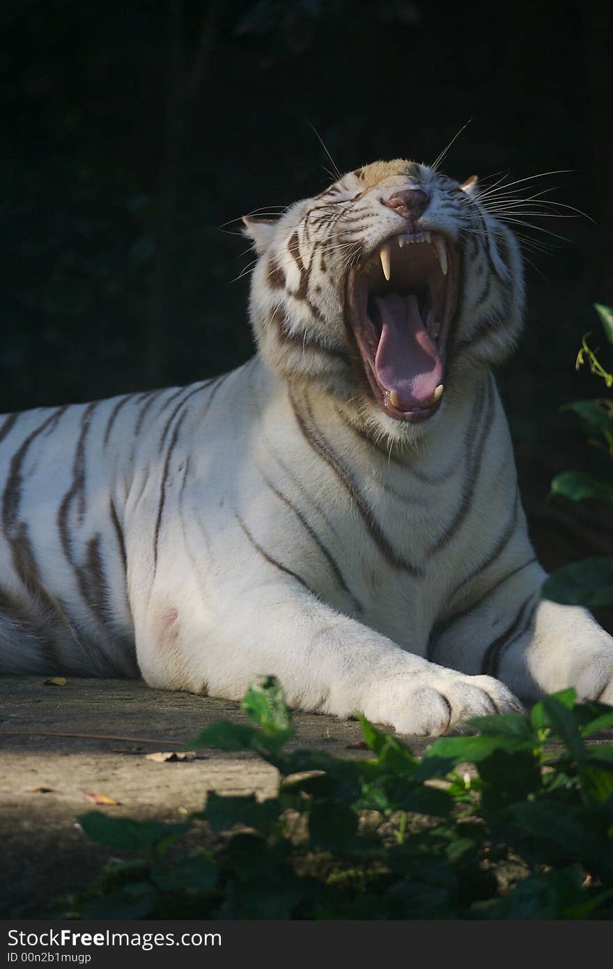 White Tiger