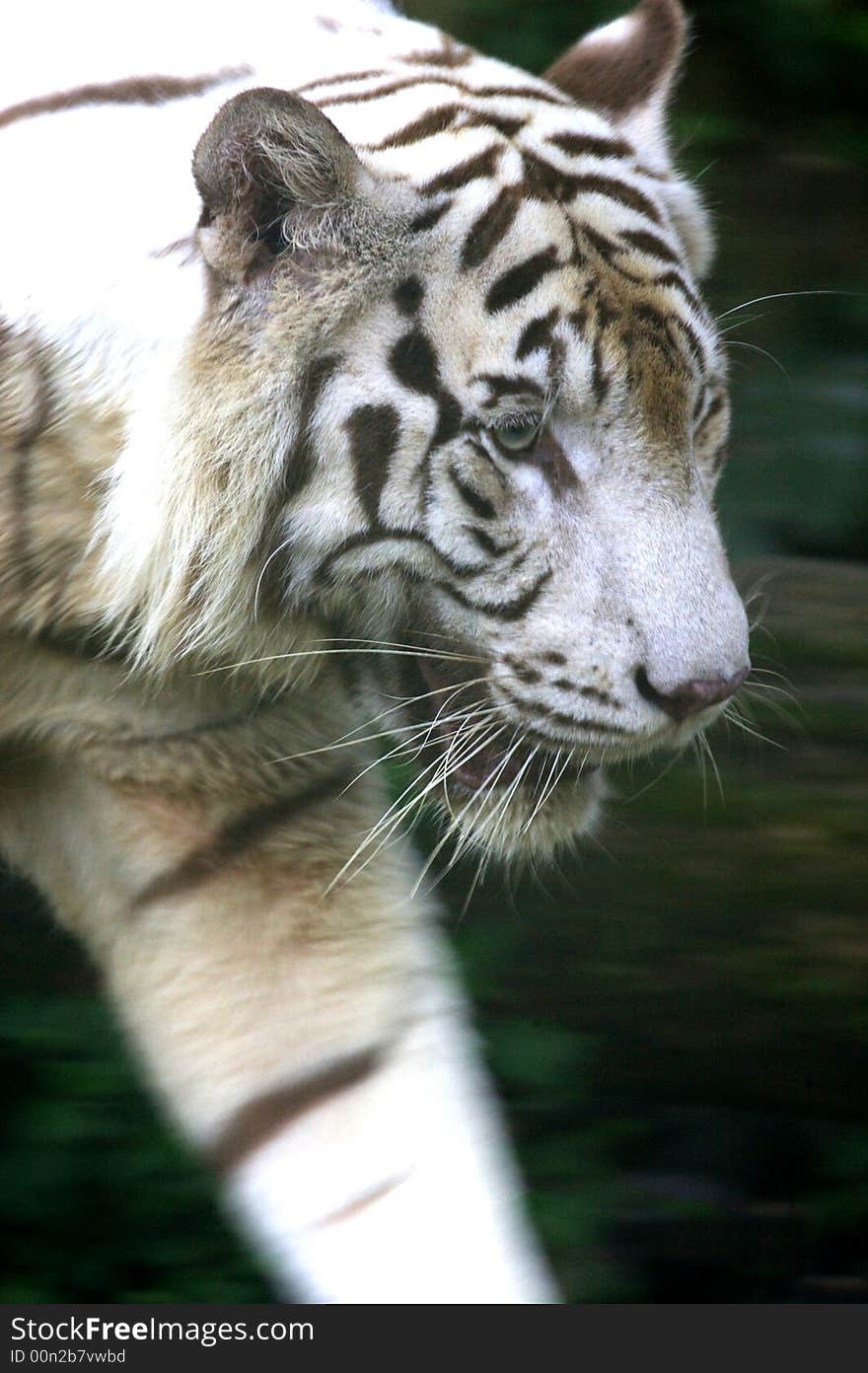 White Tiger