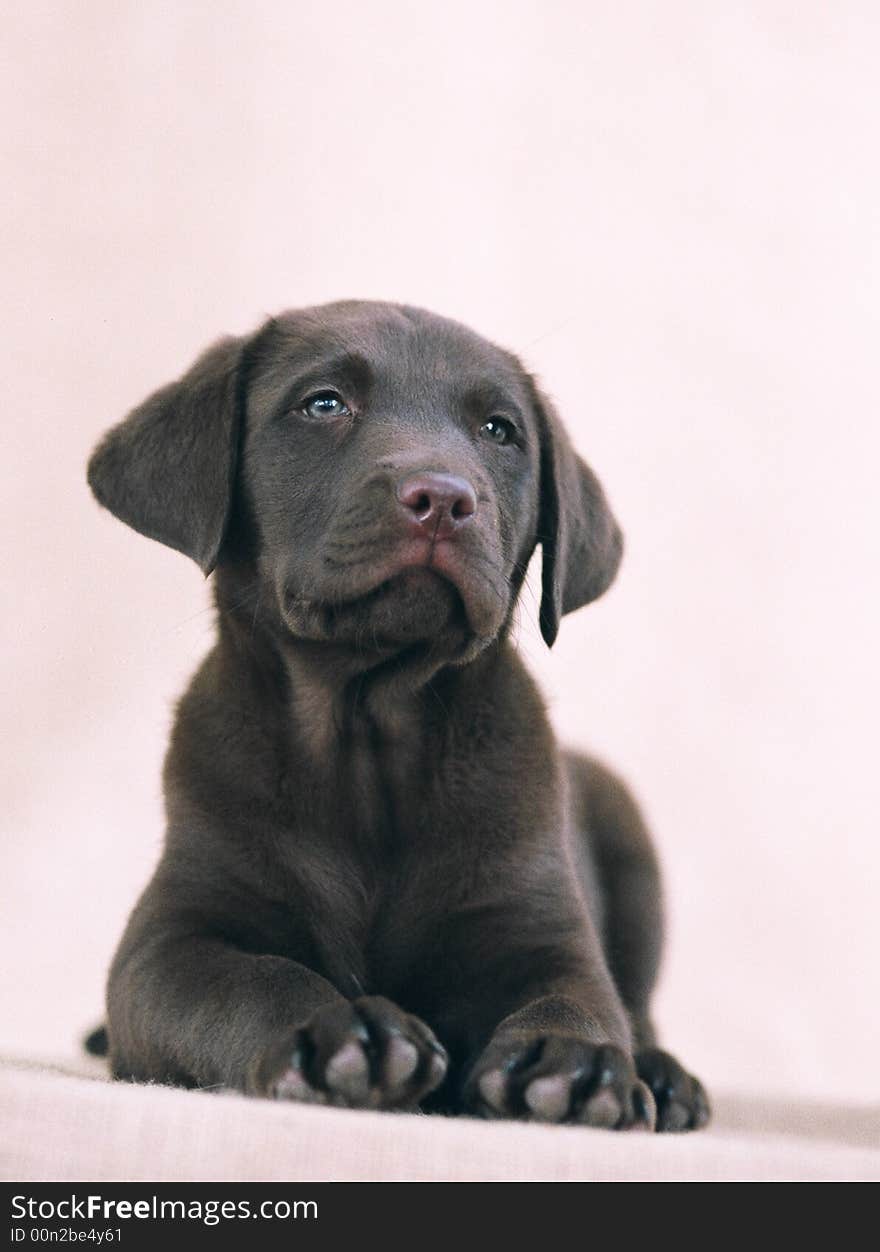 Puppy Portrait