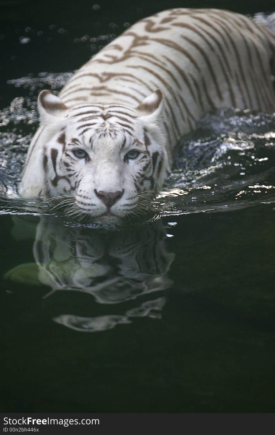 White Tiger