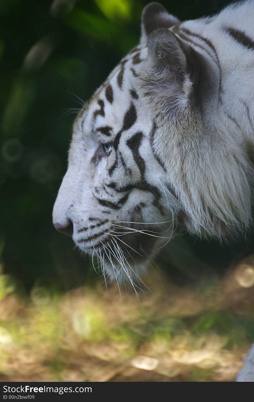 White Tiger