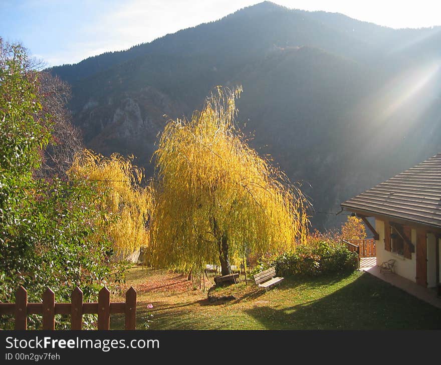 Sunlight on the golden wipping willows. Sunlight on the golden wipping willows