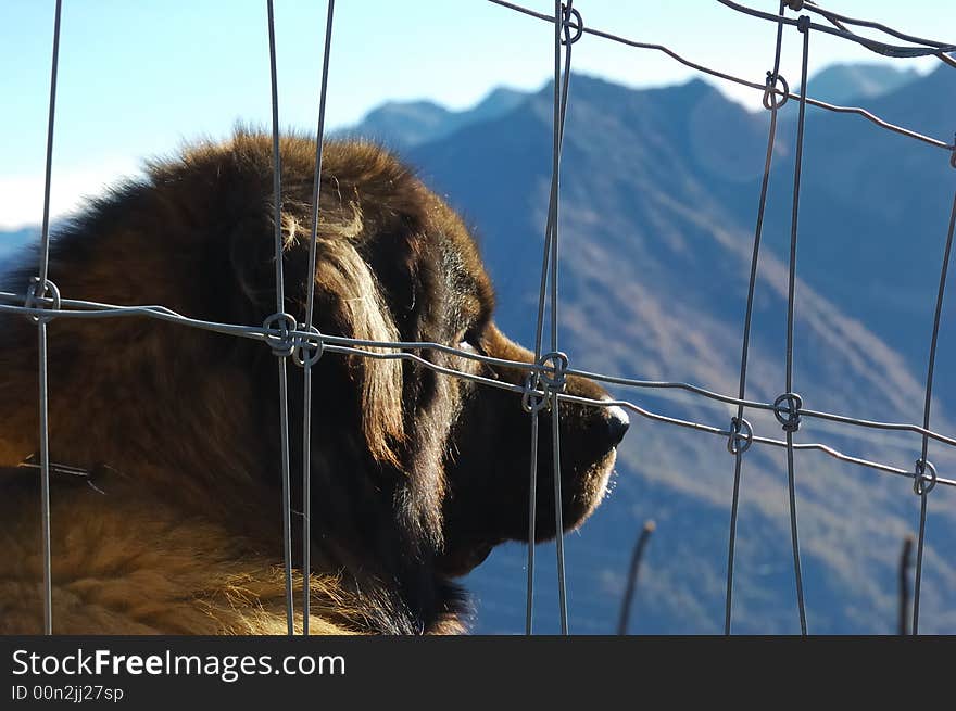 Watchdog behind a metal cage. Watchdog behind a metal cage