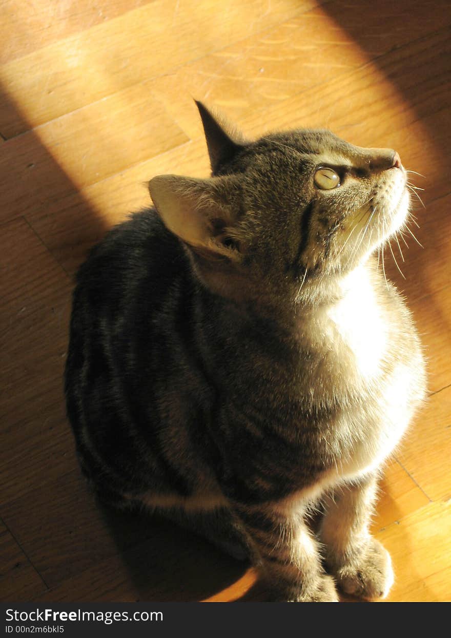 Little cat on a wooden floor