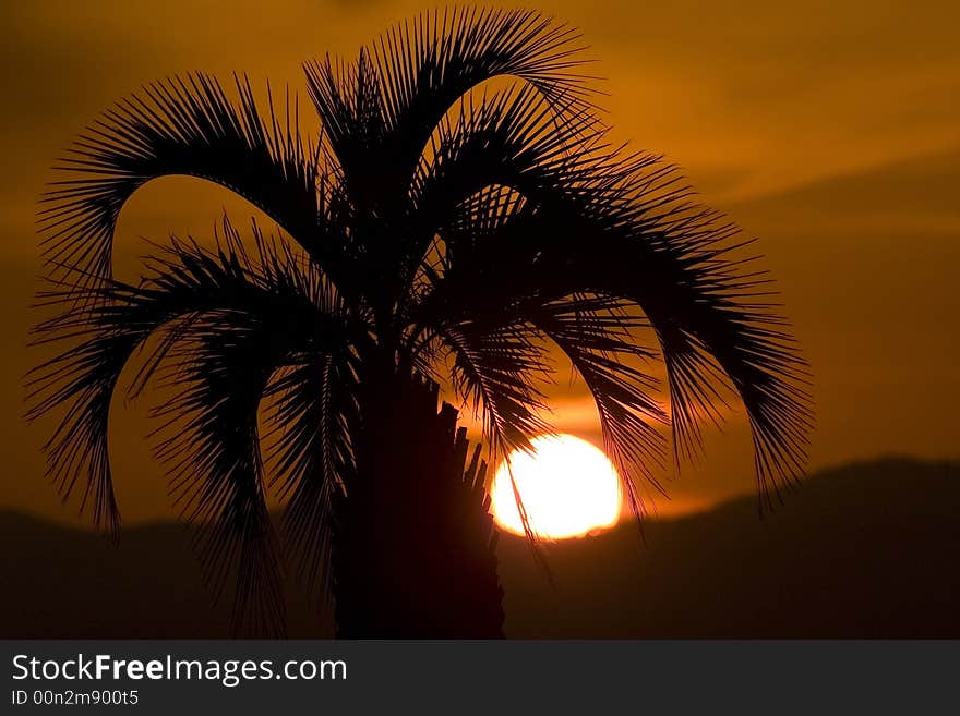 Palm tree on sunset