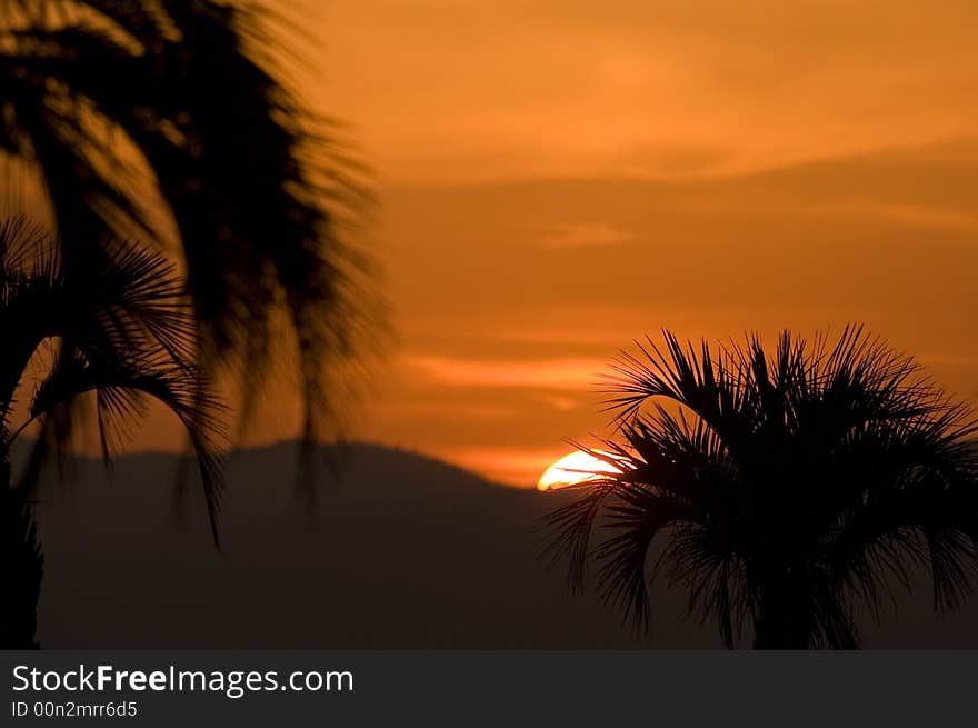 Palm tree on sunset