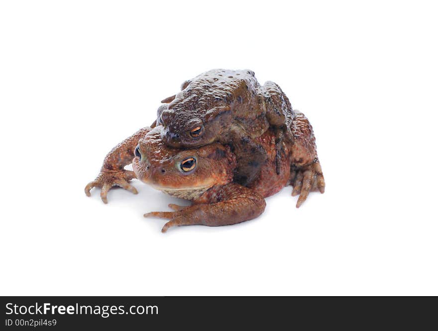 A toad couple during reproduction