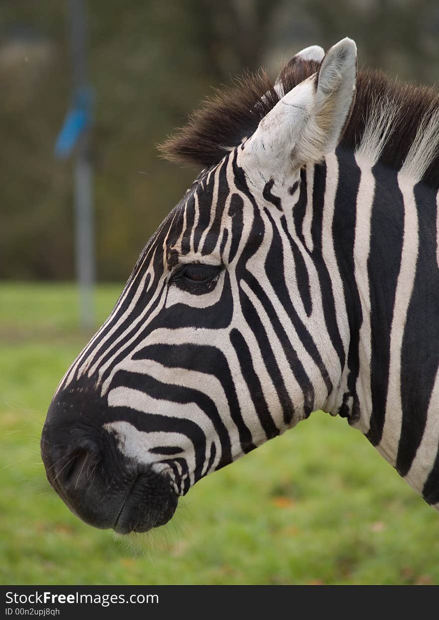 Zebra