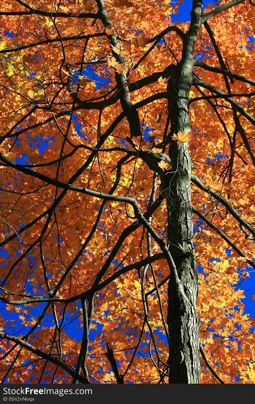 A tree's branches are contrasted against an Autumn full of color. A tree's branches are contrasted against an Autumn full of color.