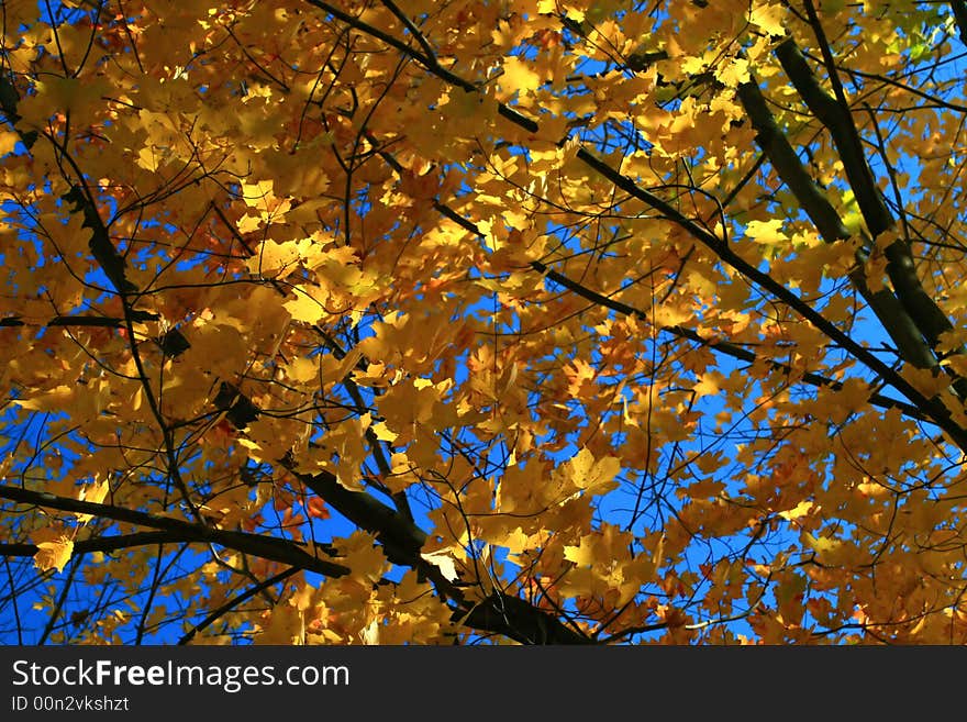 A tree's colorful Fall branches are contrasted against a deep blue autumn sky. A tree's colorful Fall branches are contrasted against a deep blue autumn sky.