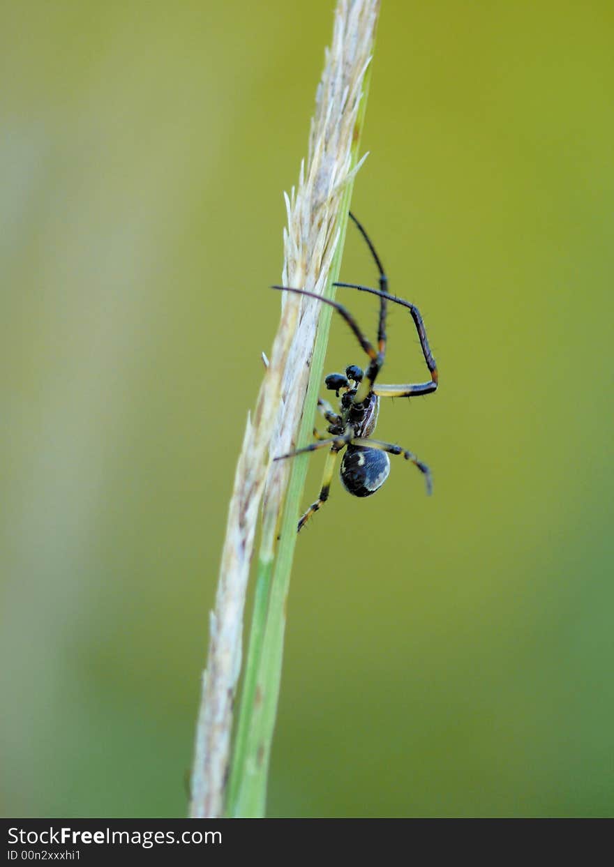 Spider on the web in a wood