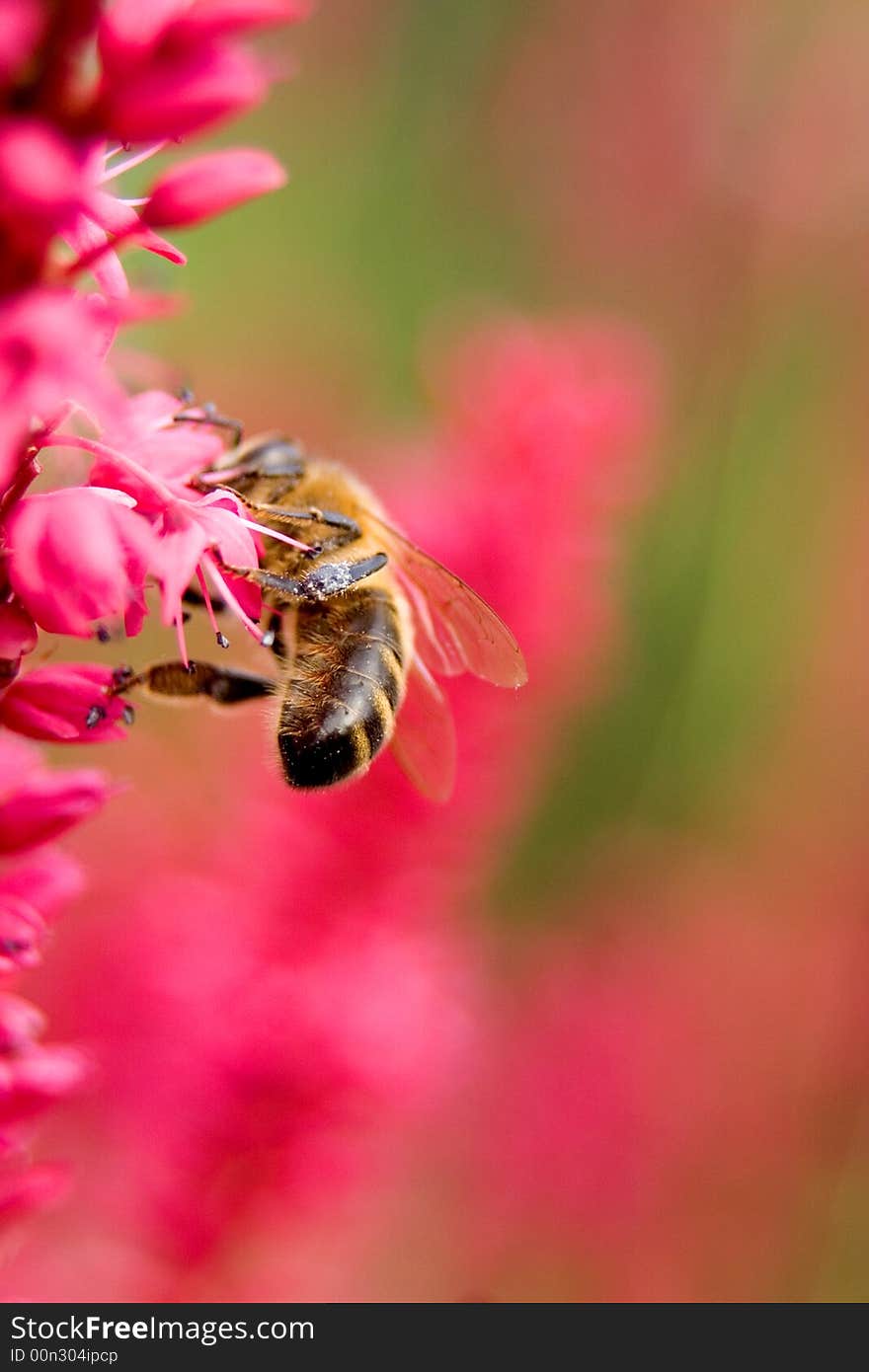 Bee on pink flower