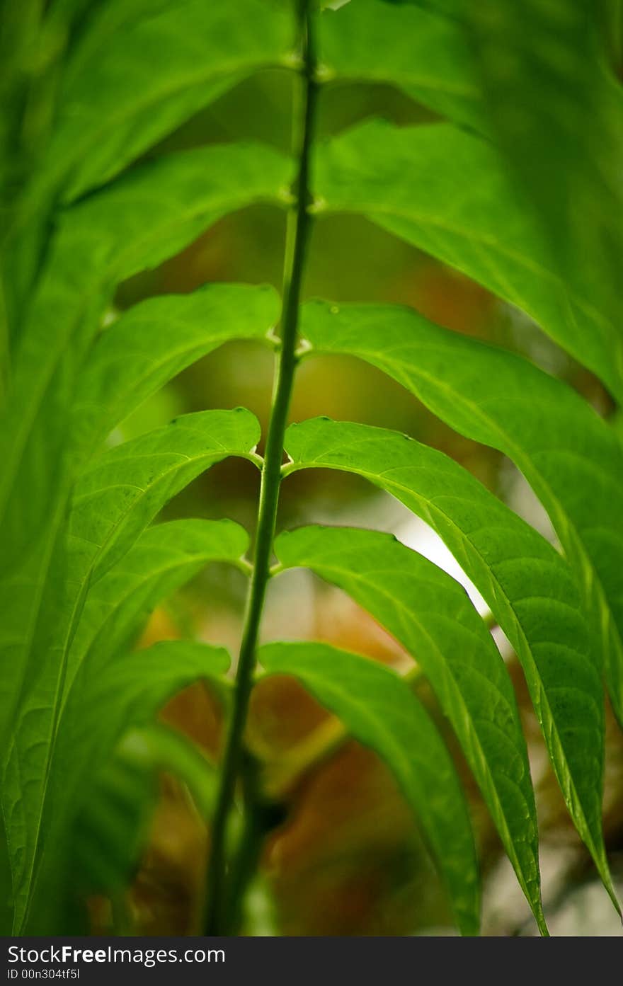 Leaves on a branch