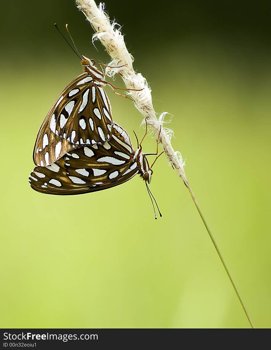 Butterflies