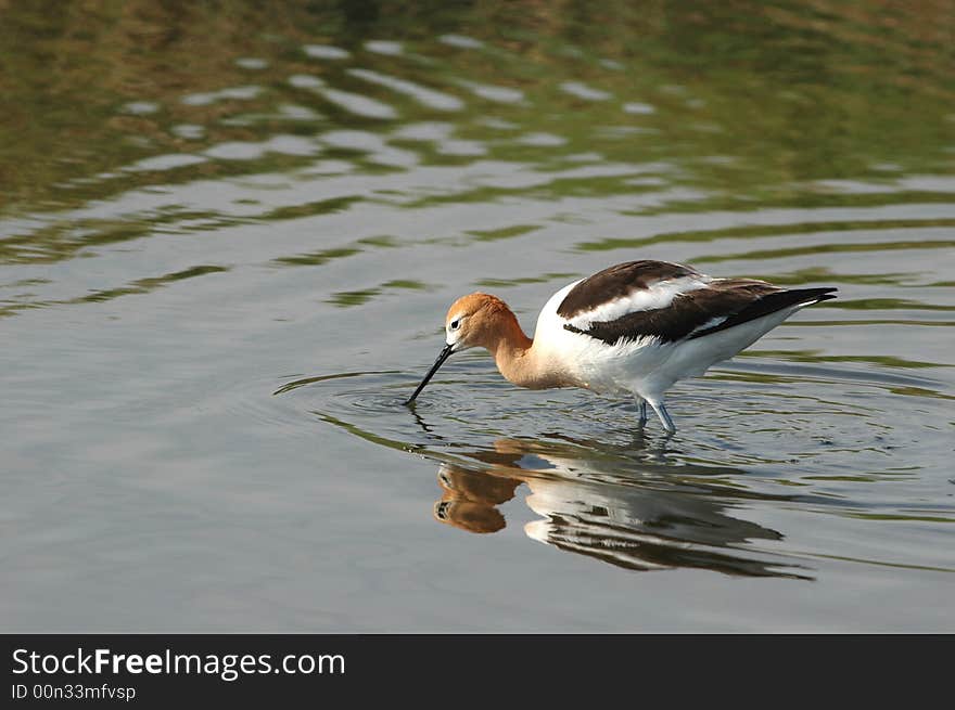 The American Avocet is a species of concern in much of it's historical range.