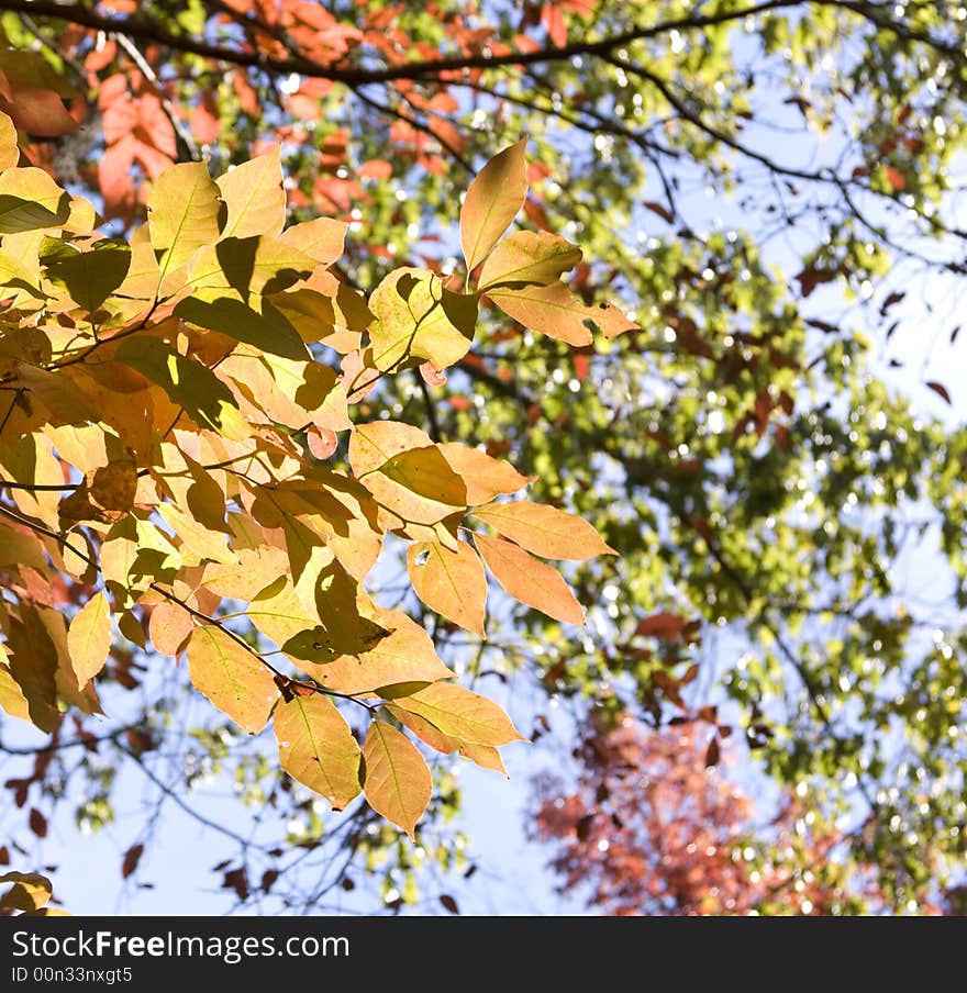 Colorful fall leaves with sun in background